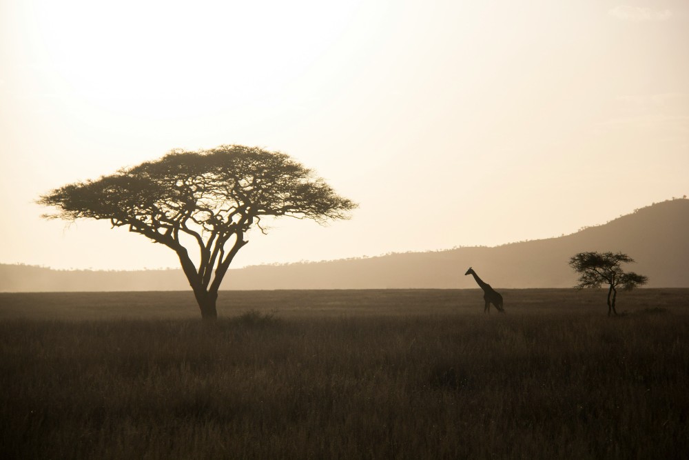 Cultural experiences representing Africa with traditional East African elements